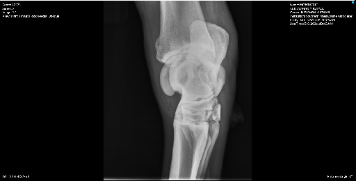 Right Tarsus Hock Medial Oblique